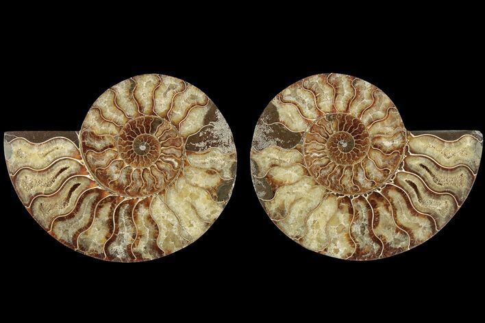 Bargain, Cut & Polished Ammonite Fossil - Madagascar #184151